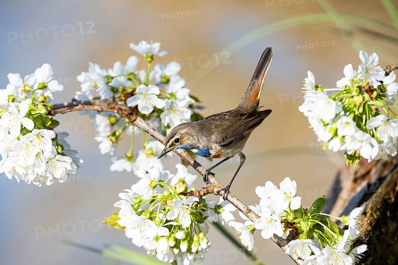 Bluethroat (Luscinia svecica cyanecula) ml Germany