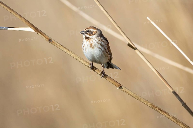 Reed bunting (Emberiza schoeniclus) wbl Germany
