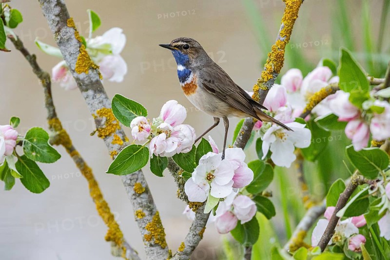 Bluethroat (Luscinia svecica cyanecula) ml Germany