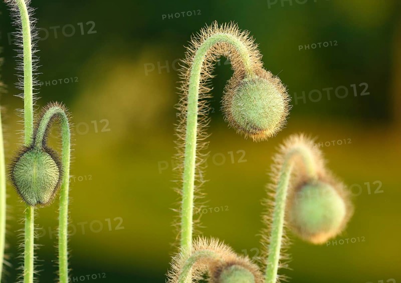 Iceland poppy (Papaver nudicaule), buds, in the evening light, North Rhine-Westphalia, Germany, Europe