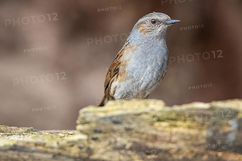 Dunnock (Prunella modularis) Germany