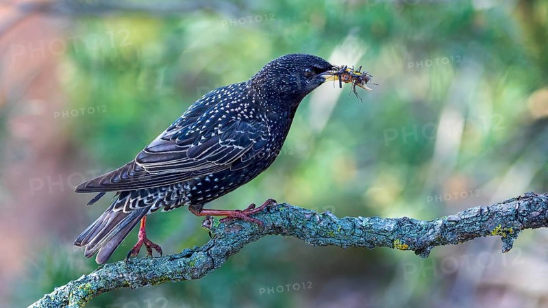 Starling (Sturnus vulgaris), also known as Common starling, with food for the young birds, insects as food for the young, foraging, breeding, Middle Elbe River Landscape, Middle Elbe Biosphere Reserve, Saxony-Anhalt, Germany, Europe