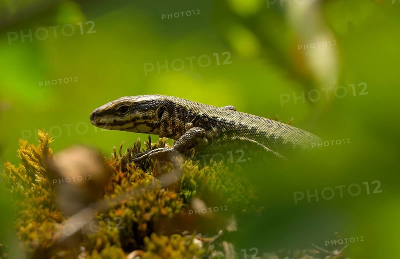 Wall lizard (Podarcis muralis), portrait, Lower Austria