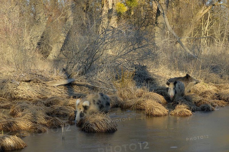 Wild boar (Sus scrofa), crossbreed, domestic pig (Sus scrofa domesticus), riparian forest, ice, Lower Austria