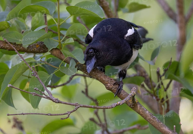 Magpie (Pica pica) sitting on a branch, Stuttgart, Baden-Württemberg, Germany, Europe