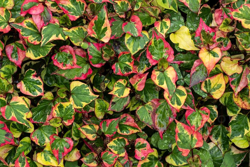 Houttuynia, chameleon plant, Houttuynia cordata, Inverewe Gardens, Poolewe, Loch Ewe, Highlands, Highlands, Scotland, Great Britain