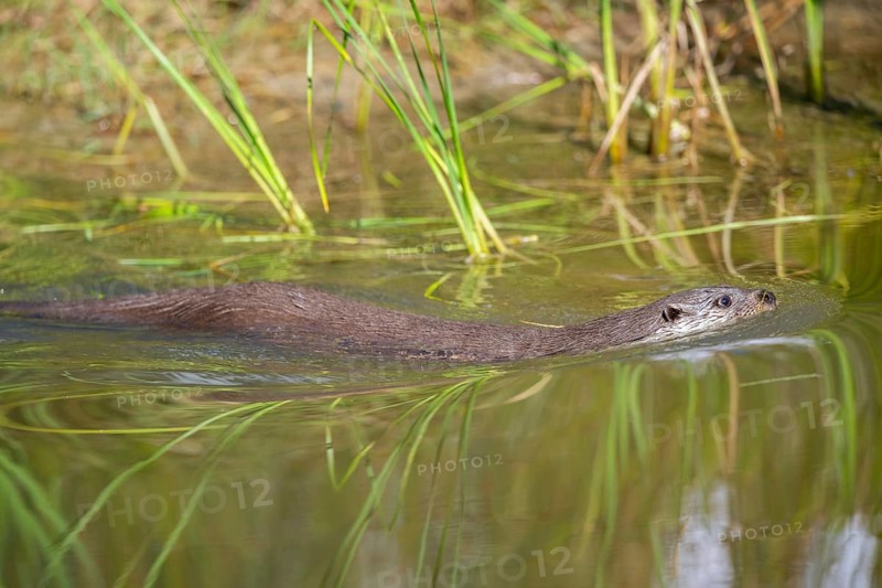Eurasian otter (Lutra lutra) swimming in the water, Hesse, Germany, Europe