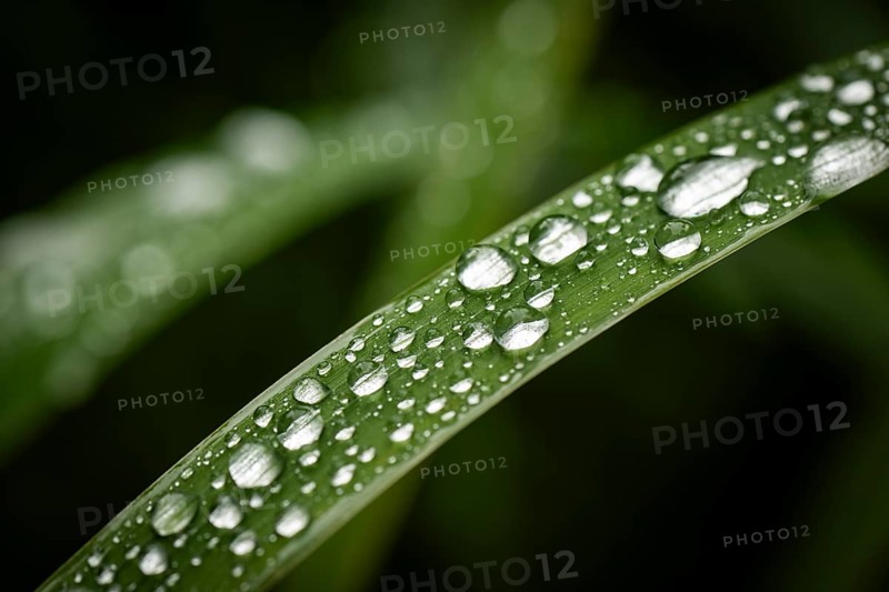 Blade of grass with water droplets, Inverewe Gardens, Osgood Mackenzie, Poolewe, Loch Ewe, Highlands, Highlands, Scotland, Great Britain