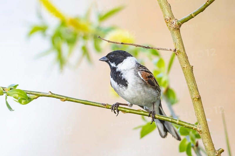 Reed bunting (Emberiza schoeniclus) ml Germany