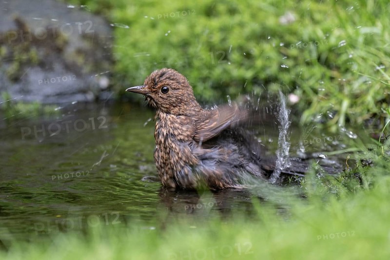 Blackbird (Turdus merula), bathing, Emsland, Lower Saxony, Germany, Europe