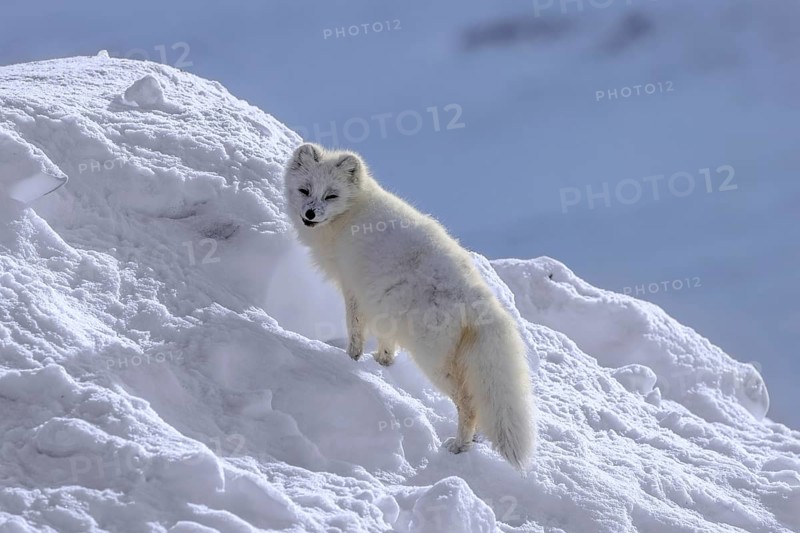 Arctic fox, white fox, polar fox (Vulpes lagopus) adult in thick winter coat hunting on snow covered tundra in spring, Svalbard, Spitsbergen