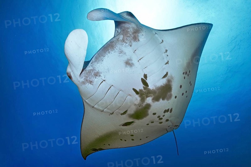 Underwater photo of giant ray manta ray (Manta birostris) plankton eater swimming through open sea, Pacific Ocean