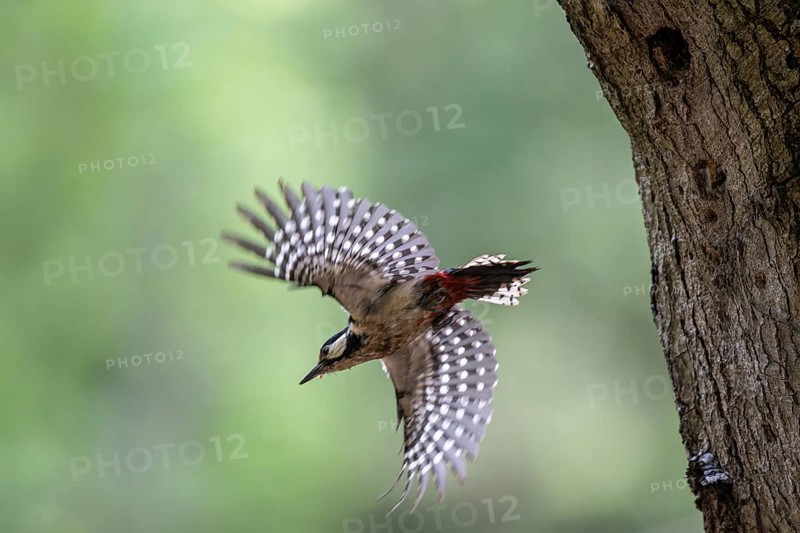 Great spotted woodpecker (Dendrocopos major), taking off, Emsland, Lower Saxony, Germany, Europe