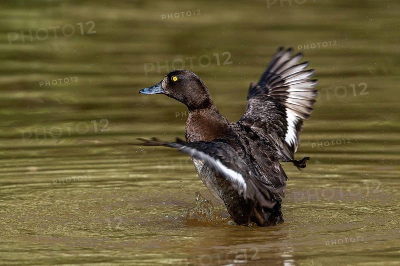 Tufted duck, tufted pochard (Aythya fuligula, Anas fuligula) adult female bathing and flapping wings in lake in spring