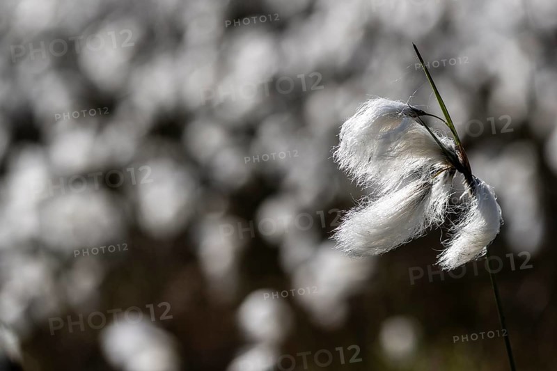 Common cottongrass (Eriophorum angustifolium) in the moor, Emsland, Lower Saxony, Germany, Europe