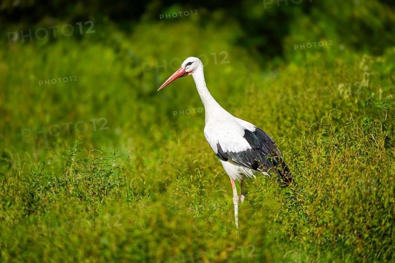 White stork (Ciconia ciconia) on a meadow, Hesse, Germany, Europe