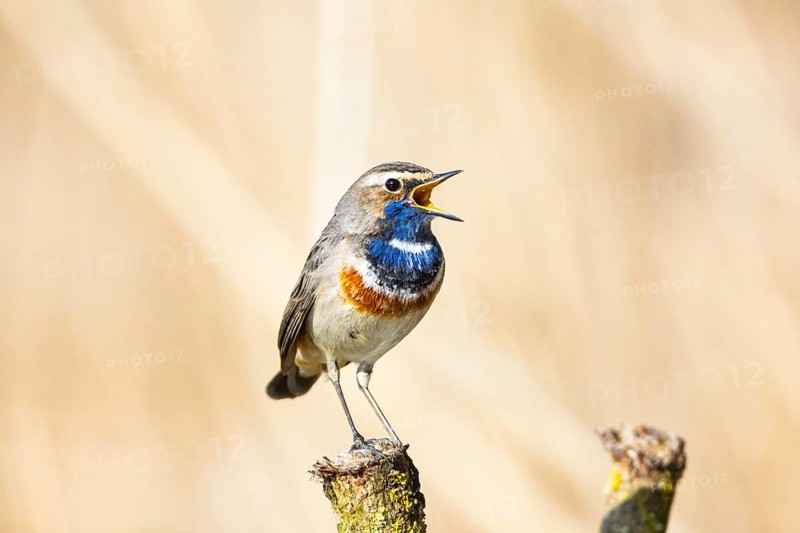 Bluethroat (Luscinia svecica cyanecula) ml Germany