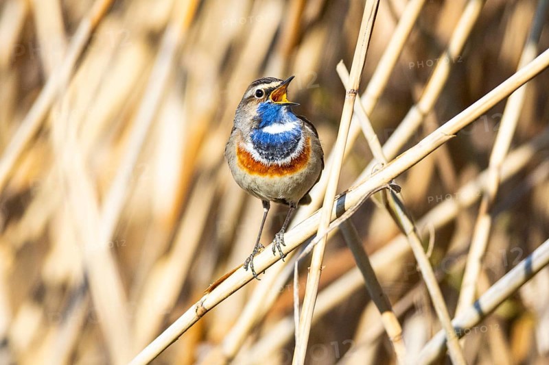 Bluethroat (Luscinia svecica cyanecula) ml Germany