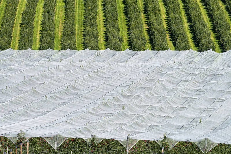 Apple orchard, fruit orchard, partly protected with hail netting, near moated castle on Lake Constance, Allgäu, Swabia, Bavaria, Germany, Europe