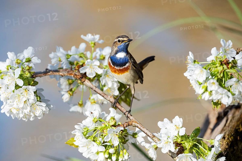 Bluethroat (Luscinia svecica cyanecula) ml Germany