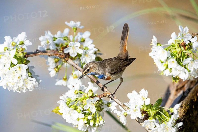 Bluethroat (Luscinia svecica cyanecula) ml Germany