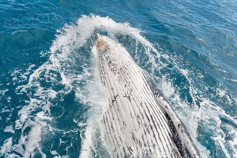 Humpback whale (Megaptera novaeangliae) breaching, Hervey Bay, Queensland, Australia, Oceania