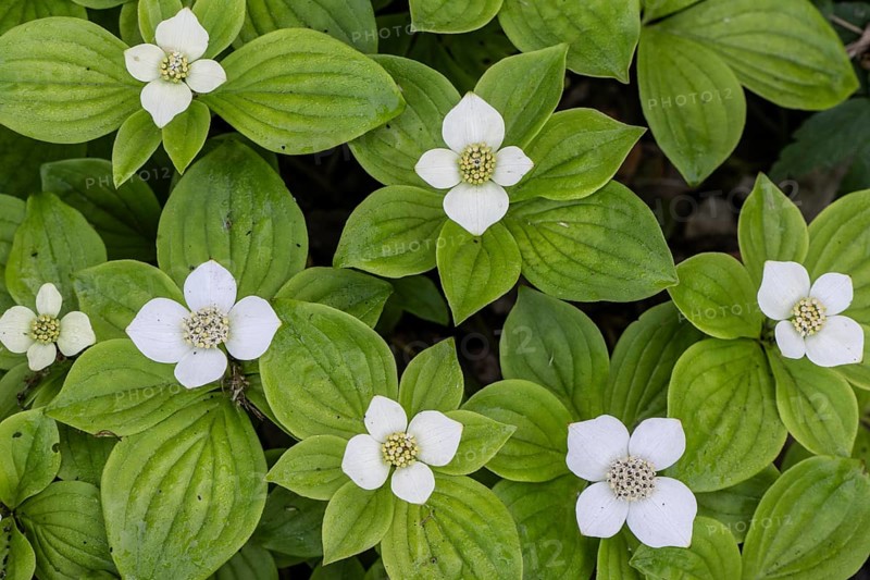 Canadian dogwood (Cornus canadensis), Emsland, Lower Saxony, Germany, Europe