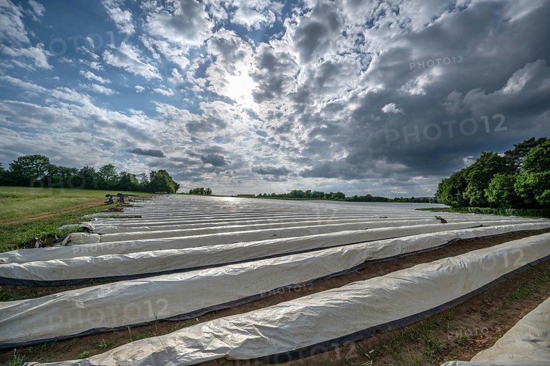 Asparagus field with white covering foil, cloudy sky, Eckental, Middle Franconia, Bavaria, Germany, Europe