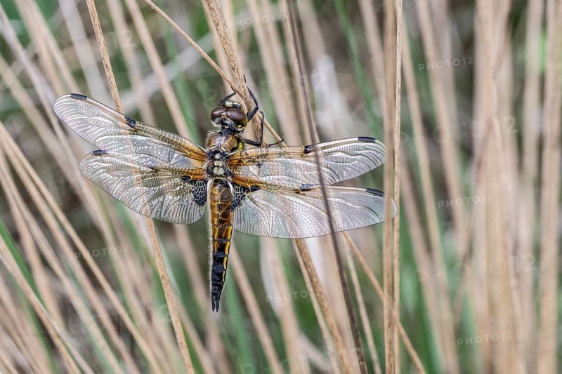 Four-spotted dragonfly (Libellula quadrimaculata), Emsland, Lower Saxony, Germany, Europe