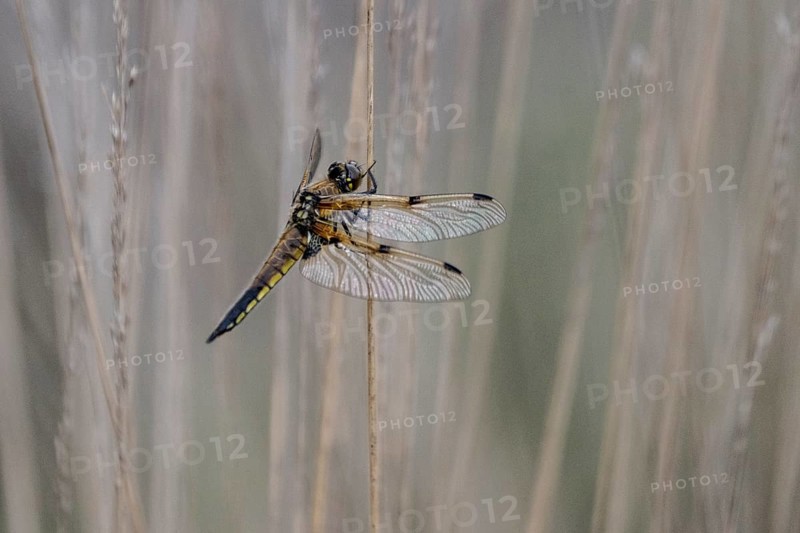 Four-spotted dragonfly (Libellula quadrimaculata), Emsland, Lower Saxony, Germany, Europe