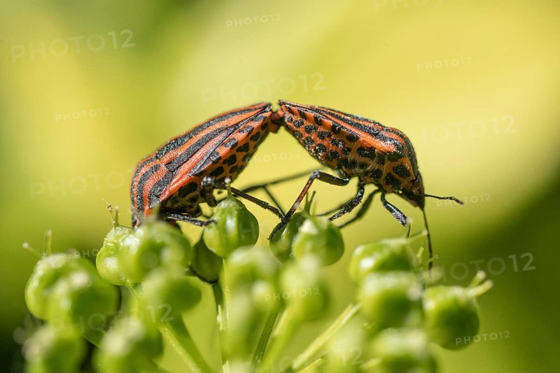 Stripe bug (Graphosoma lineatum), mating, Emsland, Lower Saxony, Germany, Europe