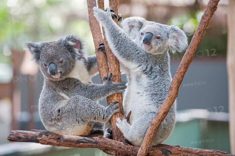 Koalas (Phascolarctos Cinereous), Lone Pine Koala Sanctuary, Brisbane, Queensland, Australia, Oceania
