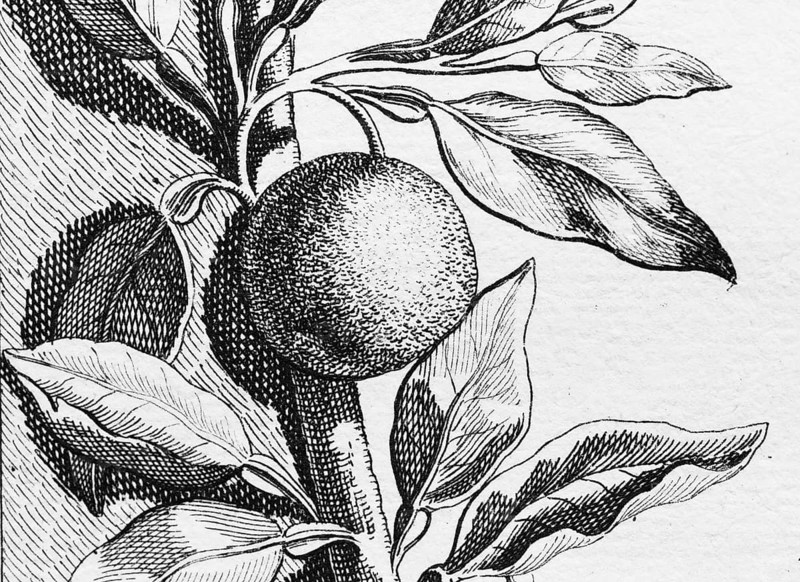 Orange, detail title page, copper engraving or copper etching by Johann Christoph Volkamer or Volckamer, from Nürnbergische Hesperides oder gründliche Beschreibung der Edlen Citronat, Citronen, und Pomerantzen-Früchte, Nuremberg 1708, 1714