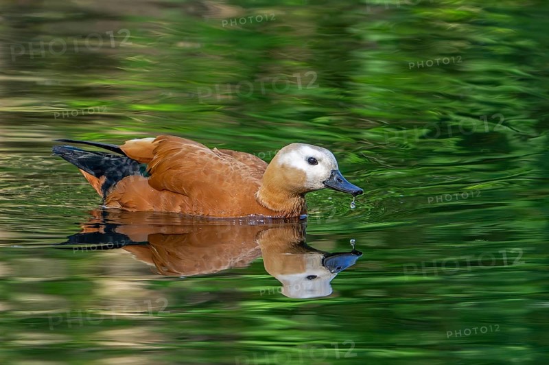 Ruddy shelduck, Brahminy duck (Tadorna ferruginea, Casarca ferruginea) swimming in pond