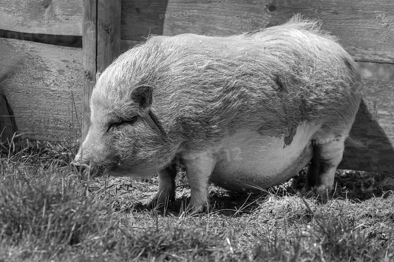 Pot-bellied pig (Sus scrofa domesticus), wildlife park, Bavaria, Germany, Europe