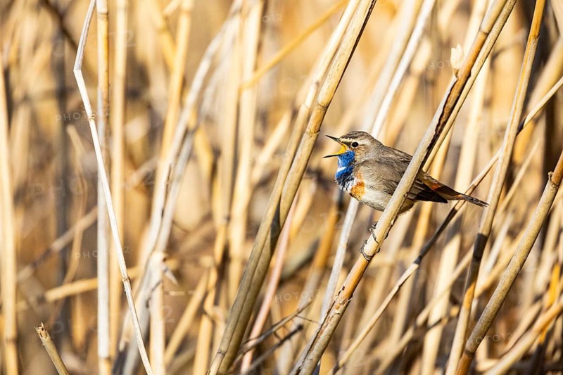 Bluethroat (Luscinia svecica cyanecula) ml Germany