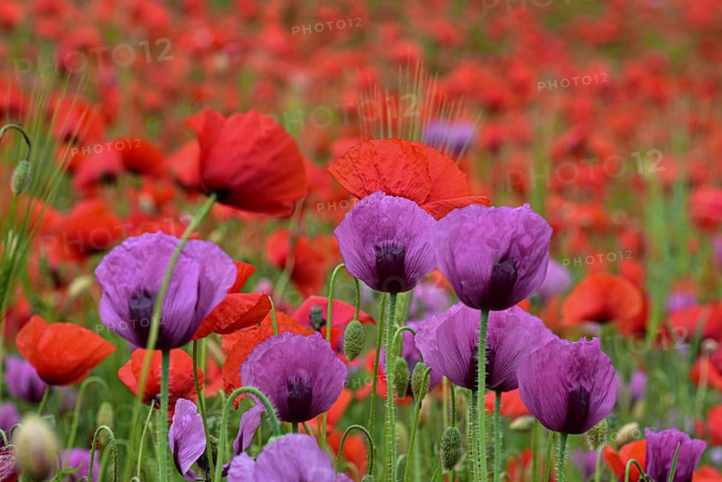 Field with poppies, red poppy (Papaver somniferum) and pink poppy, Bavaria, Germany, Europe