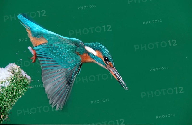 River Kingfisher, Lower Saxony, kingfisher, swoop, Lower Saxony, animals, bird, birds, Common kingfishers (Alcedo atthis) outside, outdoor, lateral, side, colourful, multicoloured, landscape, horizontal, adu..., Germany, Europe