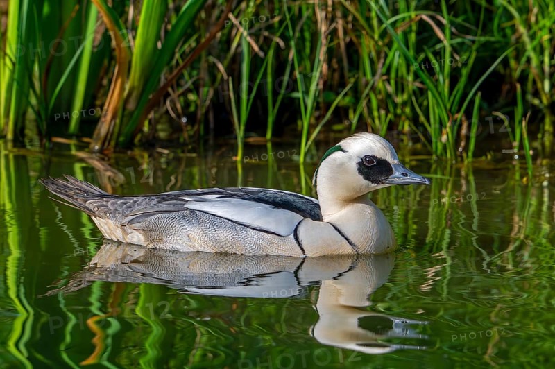 Smew (Mergellus albellus, Mergus albellus) male swimming in pond in spring