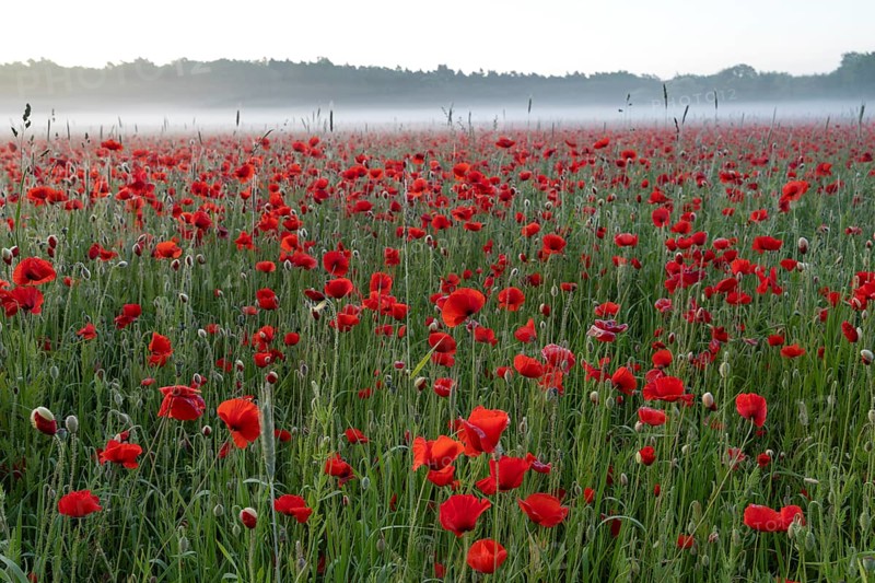 Corn poppy, (Papaver rhoeas), large field in full bloom, Münsterland, North Rhine-Westphalia, Germany, Europe