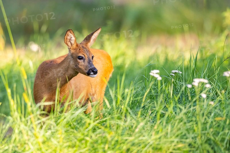 Roe deer (Capreolus capreolus) standing on a meadow, Hesse, Germany, Europe