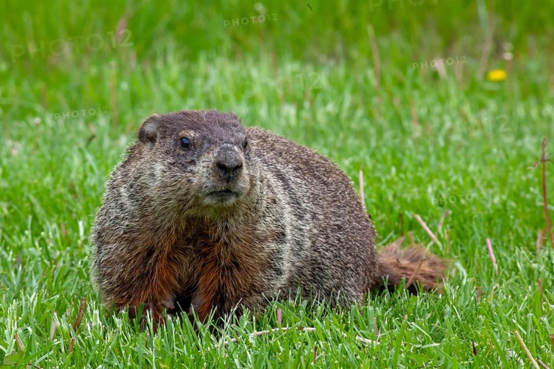 Harrison Township, Michigan - A groundhog on a lawn at Lake St. Clair Metropark