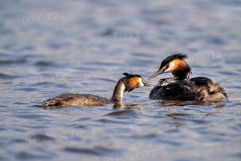 Great Crested Grebe (Podiceps Scalloped ribbonfish), pair, with chicks on their backs during feeding, Vulkaneifel, Rhineland-Palatinate, Germany, Europe
