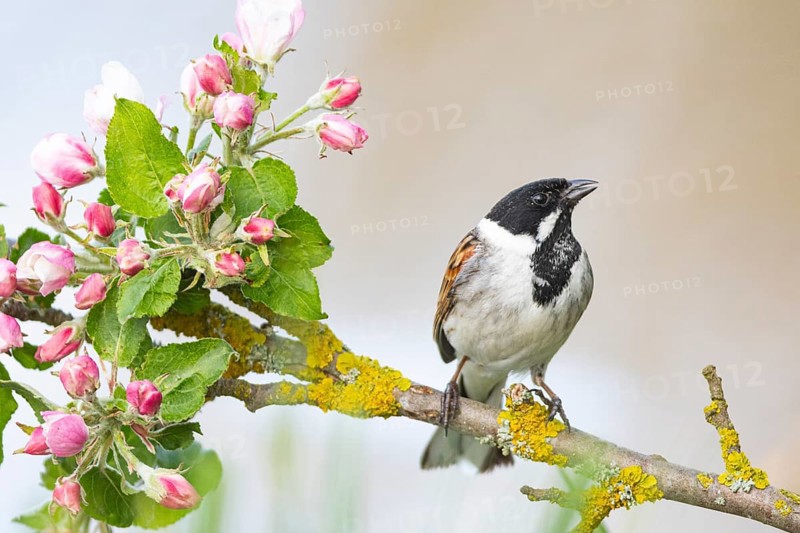 Reed bunting (Emberiza schoeniclus) ml Germany