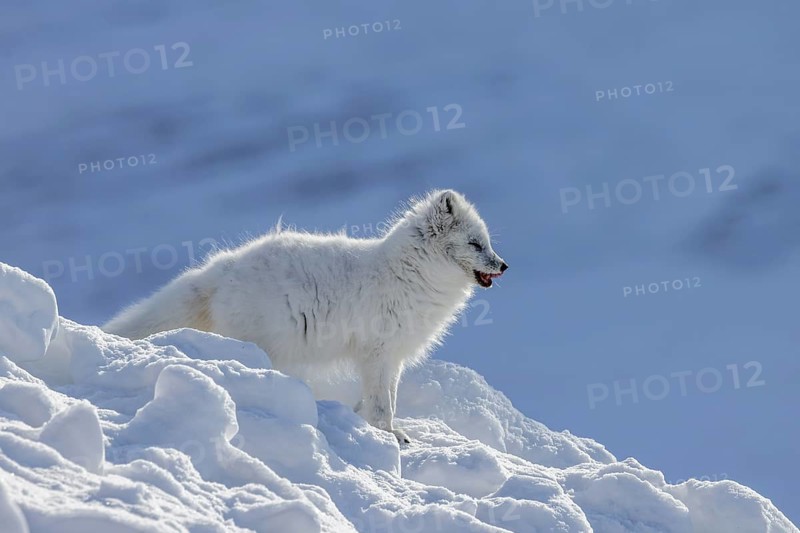 Arctic fox, white fox, polar fox (Vulpes lagopus) adult in thick winter coat hunting on snow covered tundra in spring, Svalbard, Spitsbergen