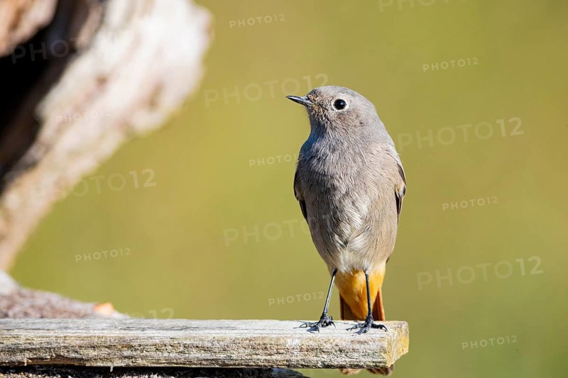 Black redstart (Phoenicurus ochruros) Germany