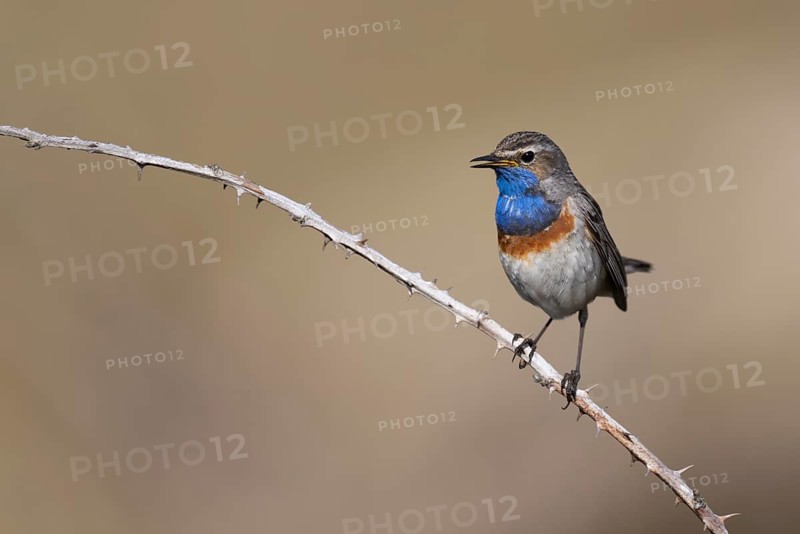 Bluethroat (Luscinia svecica), Texel, Netherlands