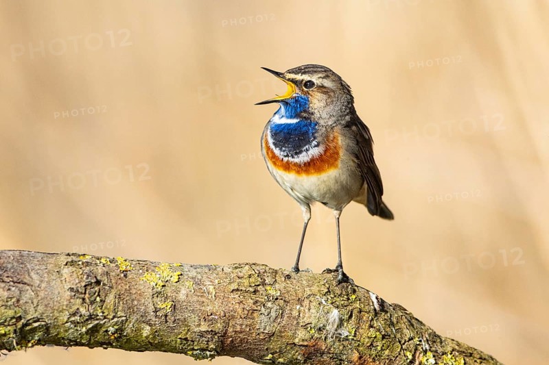 Bluethroat (Luscinia svecica cyanecula) ml Germany