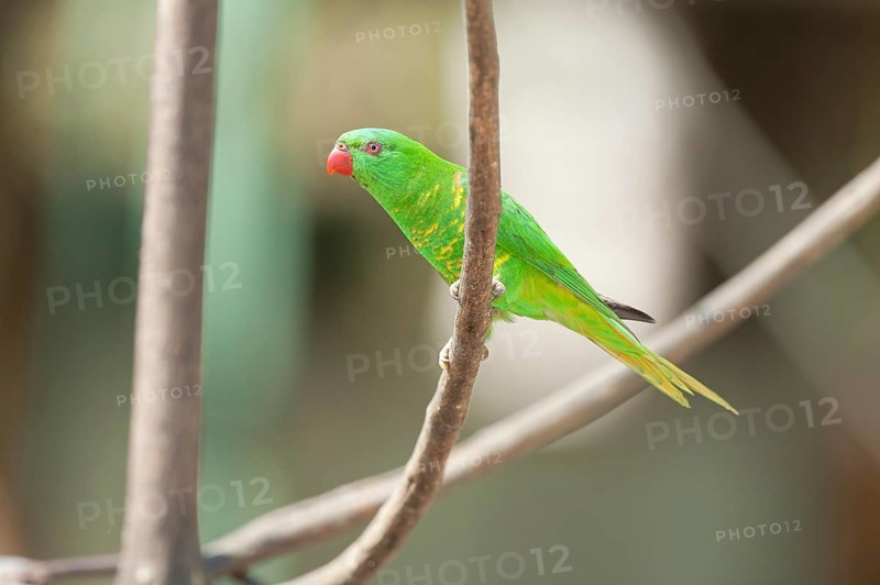 Rainbow Lorikeet (Trichoglossus haematodus) sitting on a twig, Lone Pine Koala Sanctuary, Brisbane, Queensland, Australia, Oceania