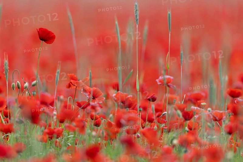 Corn poppy, (Papaver rhoeas), large field in full bloom, Münsterland, North Rhine-Westphalia, Germany, Europe